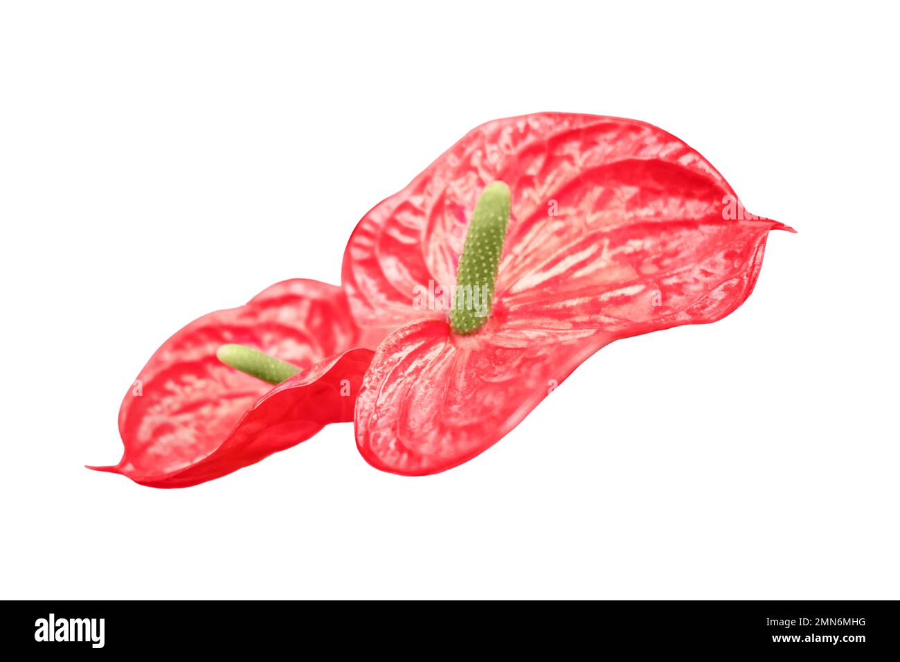 Anthurium est un genre d'environ 1000 espèces de plantes à fleurs, le plus grand genre de la famille des aroures, isolé sur fond blanc Banque D'Images