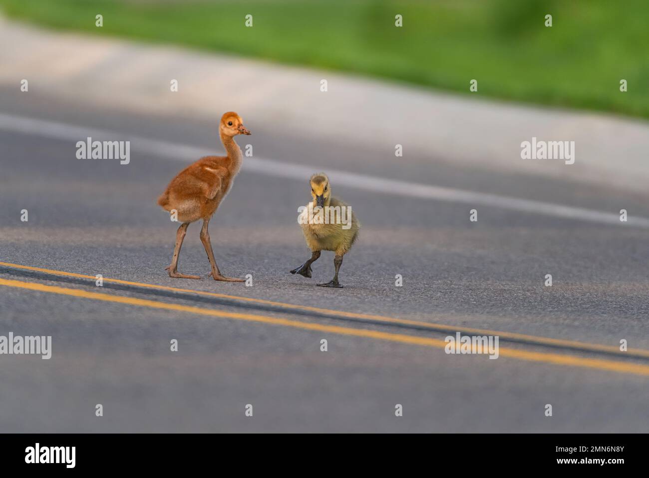 Grue Sandhill et adopté Canada Goose Goosling traversant une route de parc dans le Michigan, USA formant le couple ornithologie étrange tandis que les parents fourrager. Banque D'Images