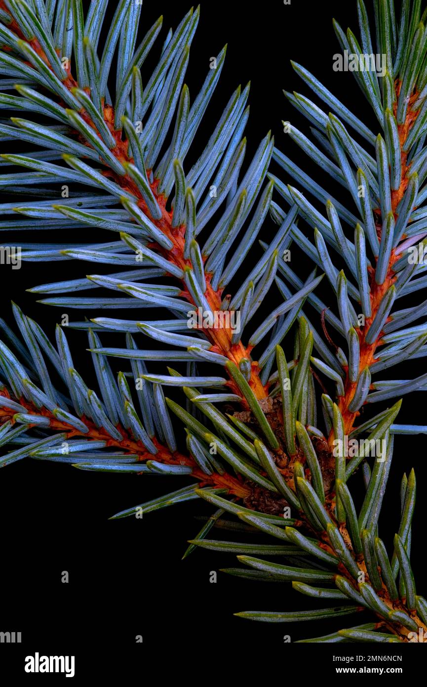 Détails des aiguilles Colorado / Blue Spruce (Picea pungens) Banque D'Images