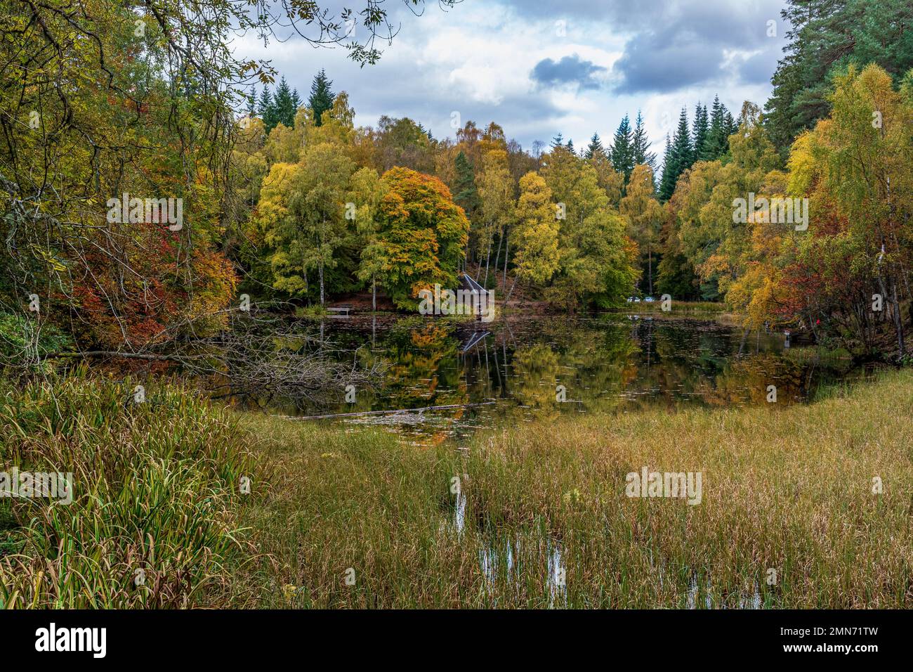 Loch Dunmore, forêt fécurale, Pitlochry, Écosse Banque D'Images