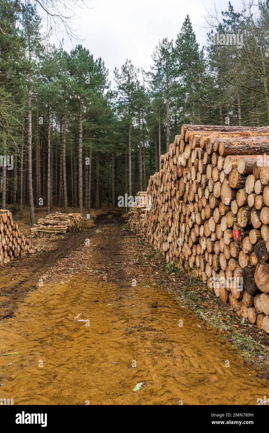 Bois de coupe empilés sur le domaine de Sandringham à Norfolk. Banque D'Images