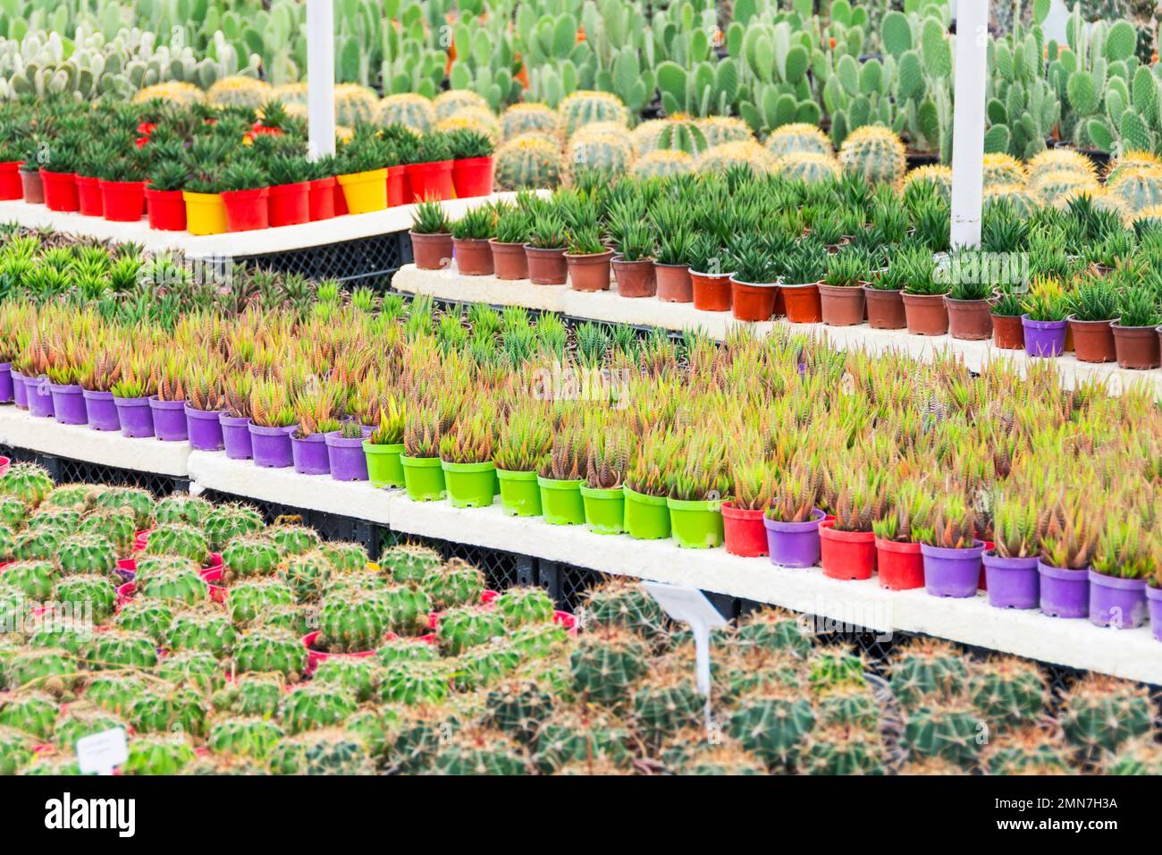 Ferme industrielle de cactus dans une serre avec de nombreux types différents de cactus et de succulents cultivés pour la vente dans les chaînes de vente au détail Banque D'Images