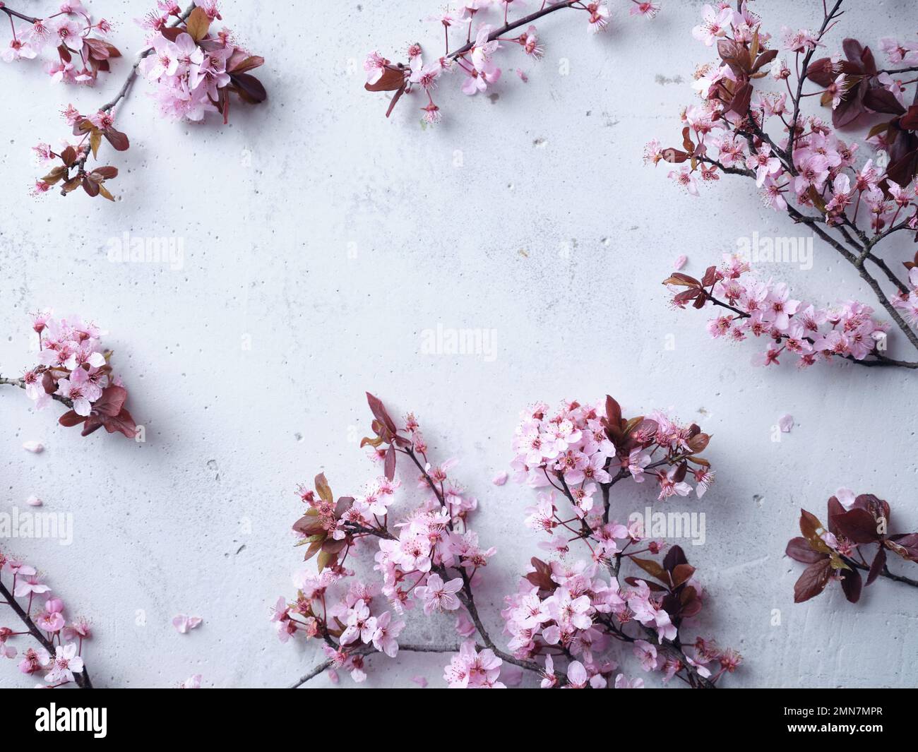 Cerisiers en fleurs sur fond de béton. Mise à plat avec espace pour le texte. Concept d'ambiance printanière Banque D'Images