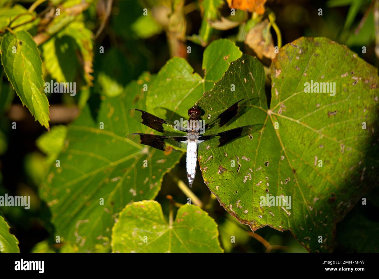 Dragonfly en Pennsylvanie Banque D'Images
