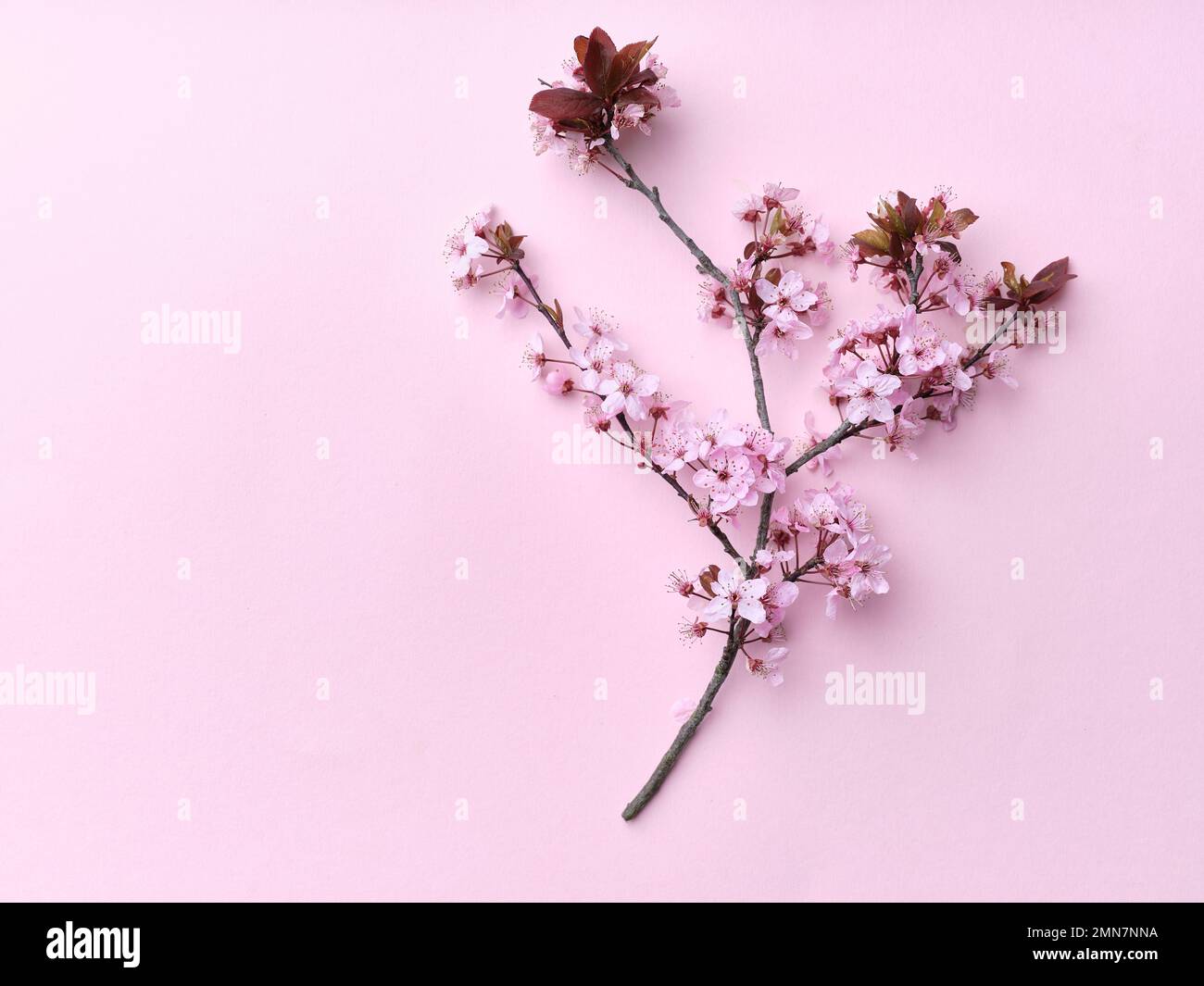Plat aux fleurs de cerisier sur fond rose. Vue de dessus. Fleur de printemps Vibe. Banque D'Images