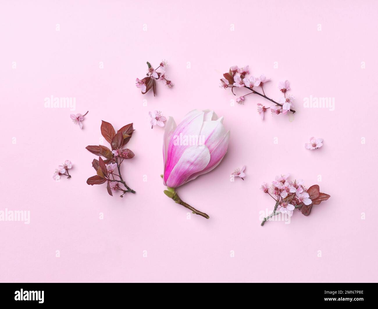 Motif de fleurs de cerisier et de fleurs de magnolia sur fond rose. Mise à plat. Vibration du ressort. Banque D'Images