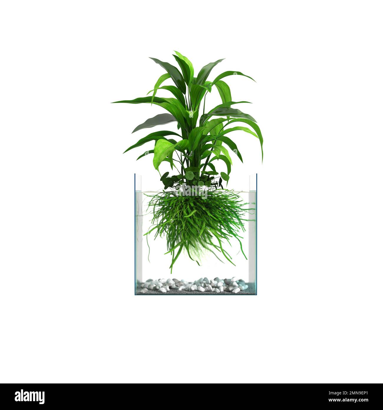 3d illustration d'une plante aquatique isolée sur fond blanc Banque D'Images