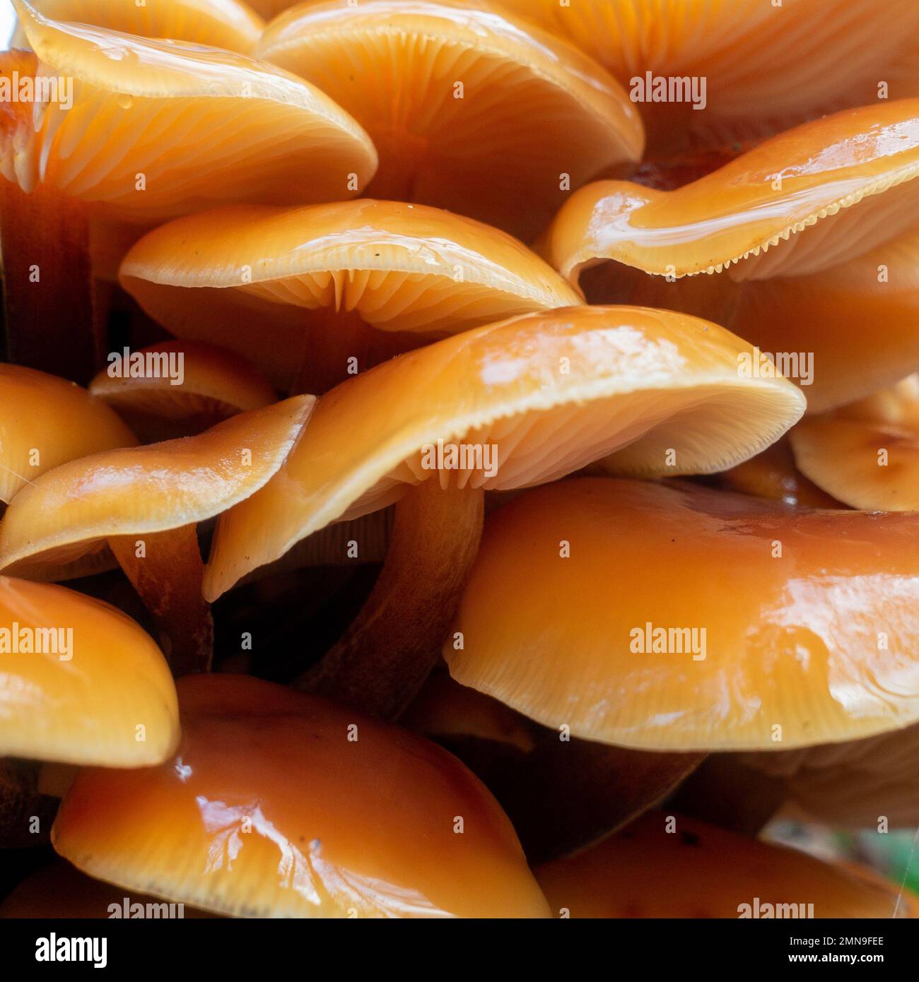 Superbe groupe de champignons comestibles à tige de velours Flammulina velutipes poussant sur le bois mort d'une souche d'arbre avec vue sur le dessus des calottes minces d'orange. Banque D'Images