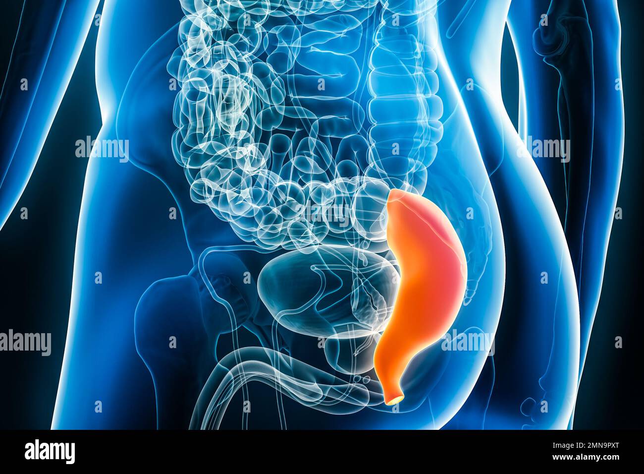 Radiographie du rectum, partie du côlon ou du gros intestin 3D, illustration avec contours de corps mâles. Anatomie humaine, organe du système digestif, med Banque D'Images