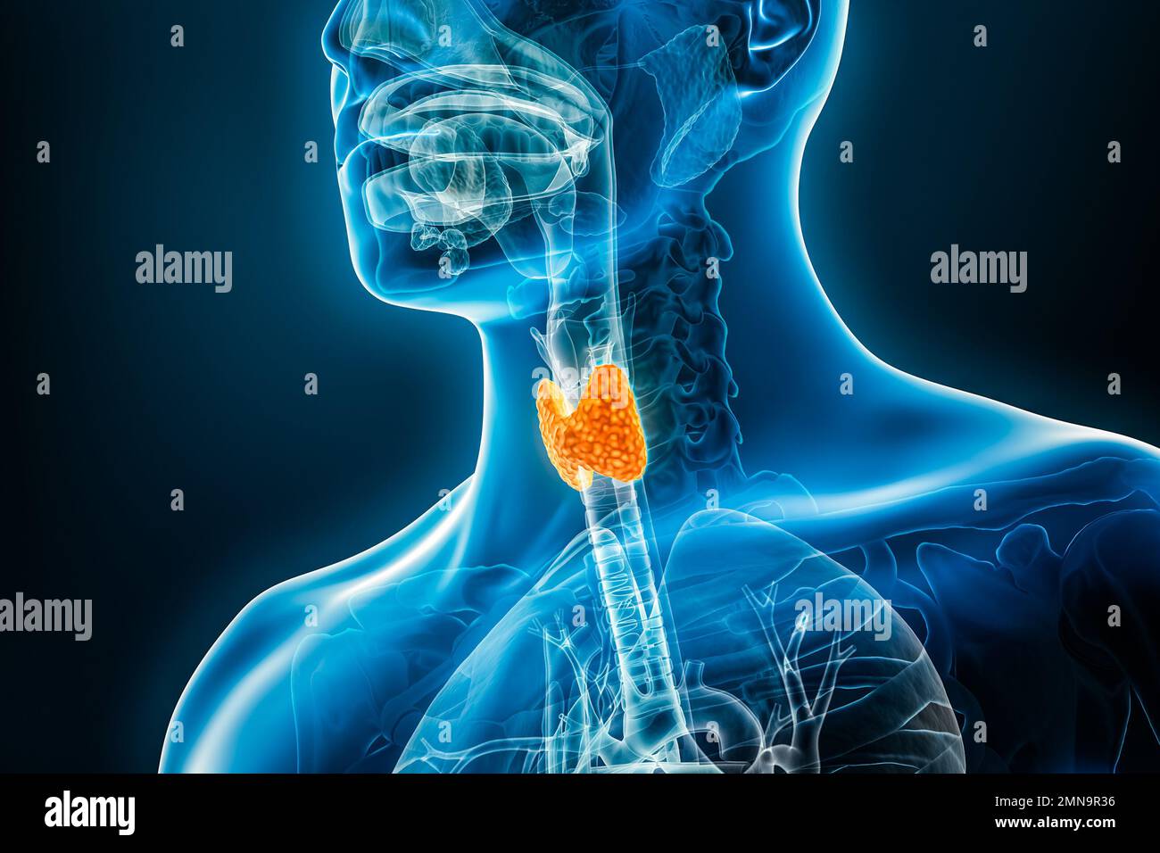 Illustration du rendu de l'organe 3D de la glande thyroïde à rayons X avec contours de corps mâles. Anatomie humaine, médical, système endocrinien, biologie, science, santé con Banque D'Images