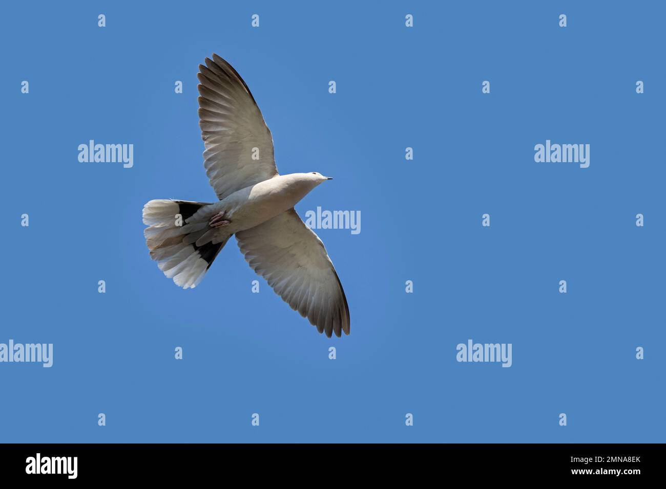 La colombe eurasienne (Streptopelia decaocto) en vol contre le ciel bleu Banque D'Images