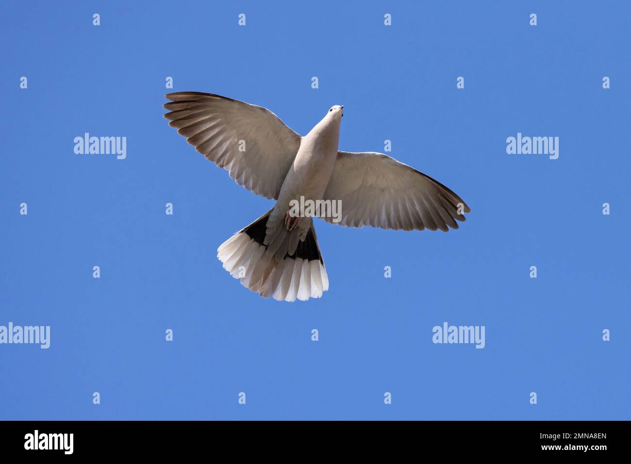 La colombe eurasienne (Streptopelia decaocto) en vol contre le ciel bleu Banque D'Images