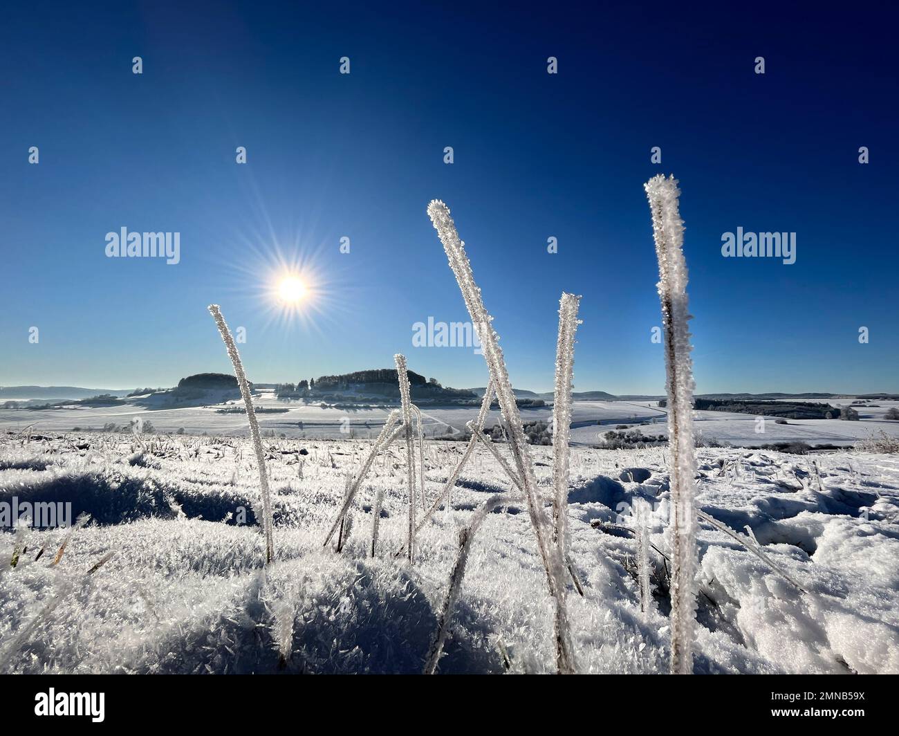 Des lames d'herbe congelées en face d'un magnifique paysage hivernal enneigé dans les Alpes souabes Banque D'Images