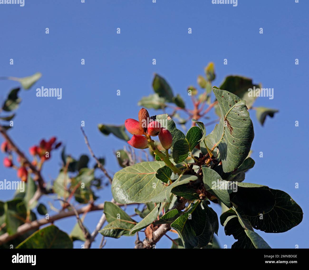 Pistaches cultivées mûrissant sur l'arbre contre le ciel bleu, île de Lesbos septembre / octobre 2022.Pistacia vera, famille de noix de cajou Banque D'Images