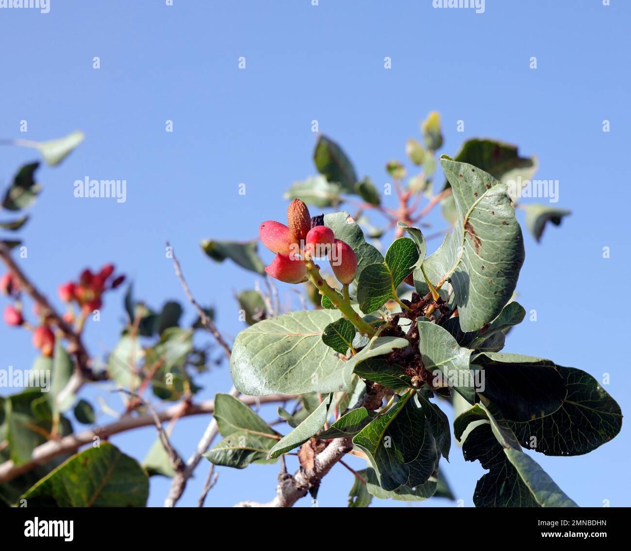 Pistaches cultivées mûrissant sur l'arbre contre le ciel bleu, île de Lesbos septembre / octobre 2022.Pistacia vera, famille de noix de cajou Banque D'Images