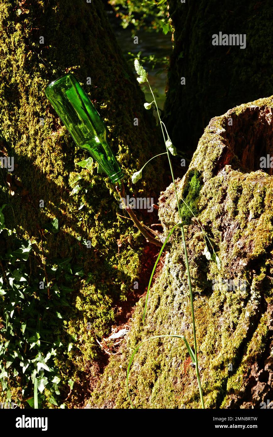 Bouteille de bière dans un arbre, Promenade du Bois d'Amour ; rivière aven, Pont-Aven, Finistère, Bretagne, Bretagne, France, Europe Banque D'Images