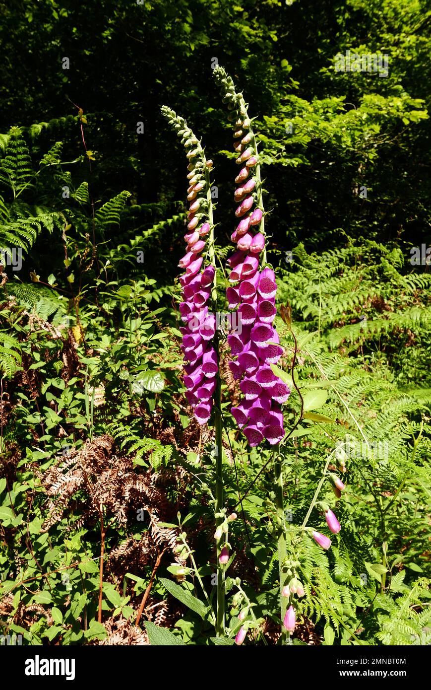 Foxglove, Promenade du Bois d'Amour ; rivière aven, Pont-Aven, Finistère, Bretagne, Bretagne, France, Europe Banque D'Images