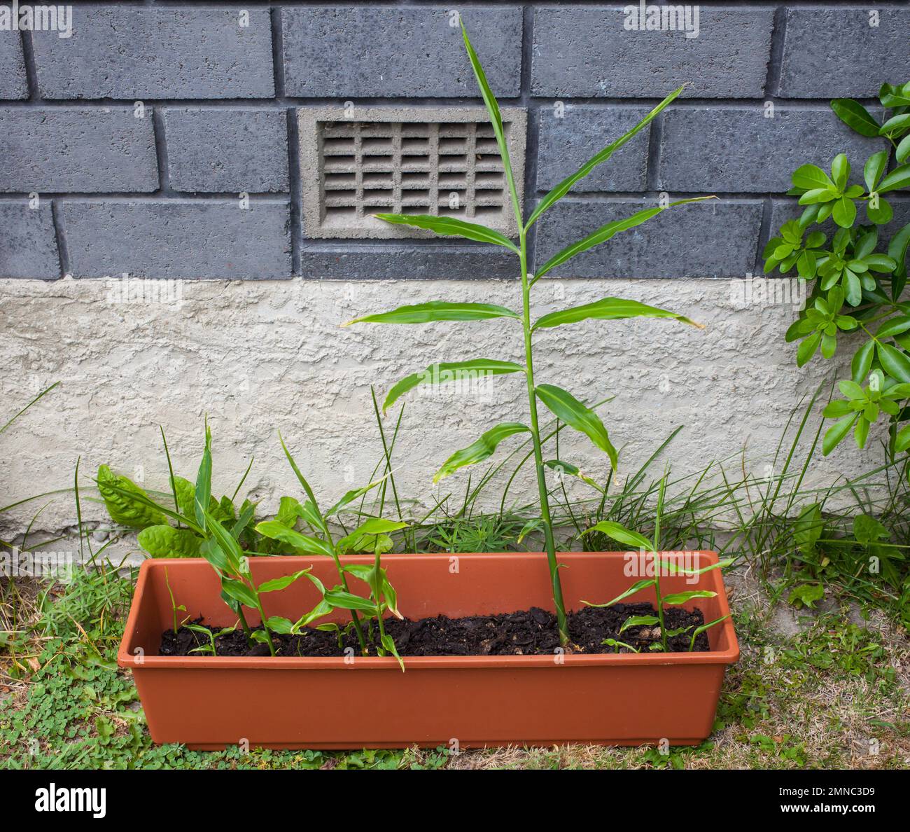 Un regard sur la vie en Nouvelle-Zélande: Plantes de gingembre de racine (Zingiber officinale) croissant dans un pot de fleur sur mon pas de porte. Cultiver ma propre nourriture et mes médicaments. Banque D'Images