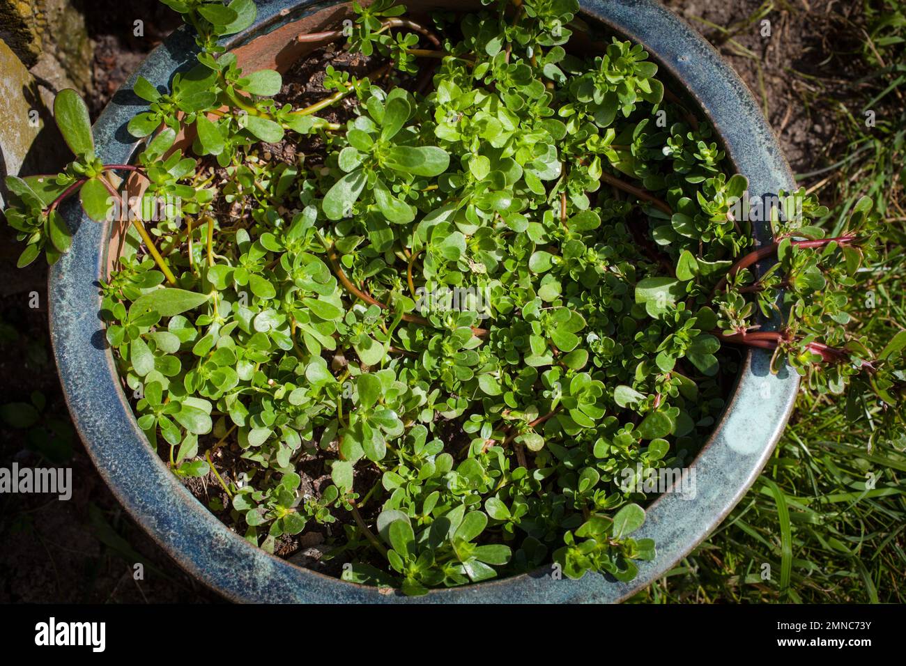 Un regard sur la vie en Nouvelle-Zélande: Quelques-unes des herbes et des légumes merveilleux dans mon jardin biologique. Purslane (Portulaca oleracea): Une herbe la plus nutritive. Banque D'Images