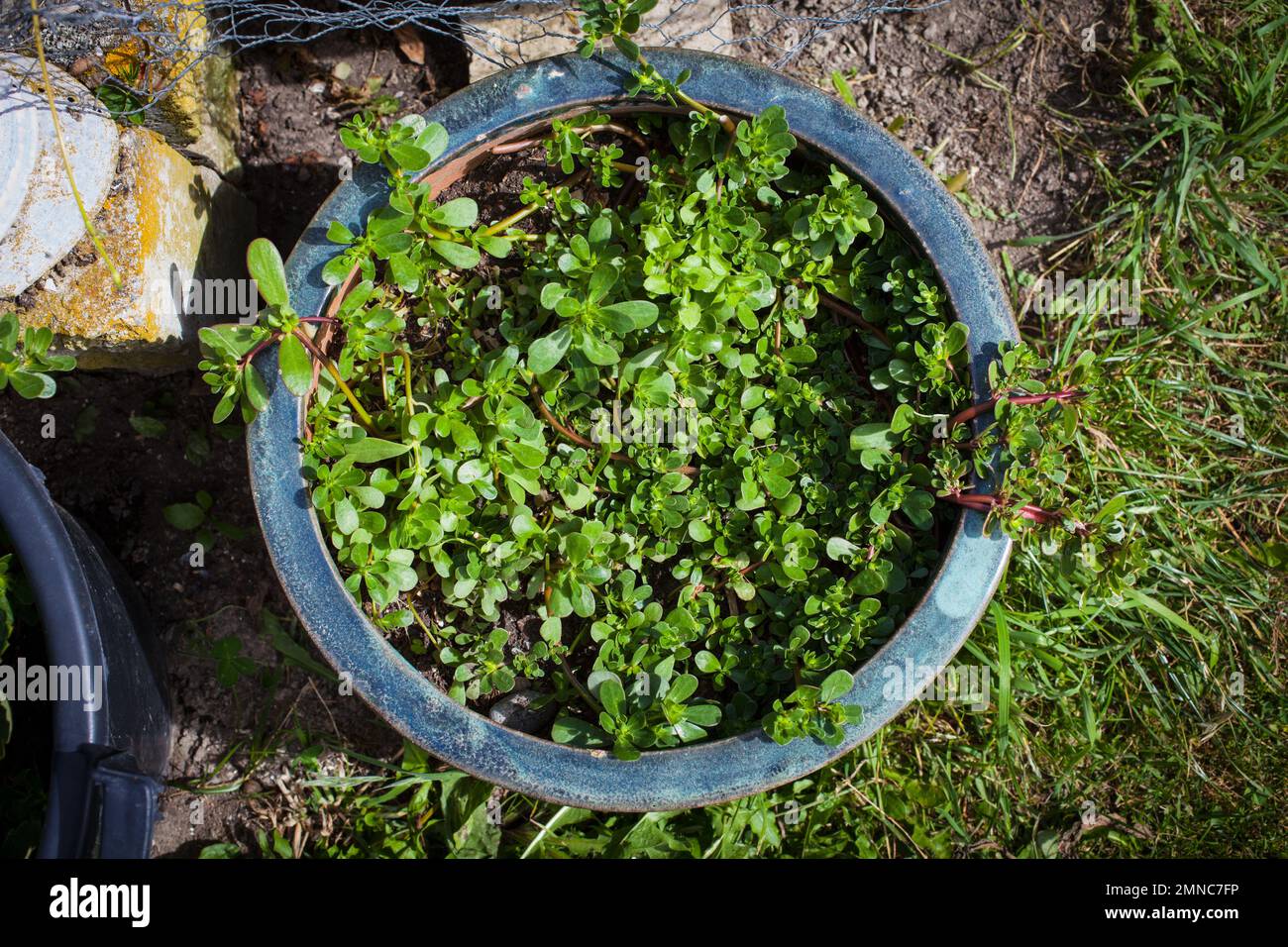 Un regard sur la vie en Nouvelle-Zélande: Quelques-unes des herbes et des légumes merveilleux dans mon jardin biologique. Purslane (Portulaca oleracea): Une herbe la plus nutritive. Banque D'Images