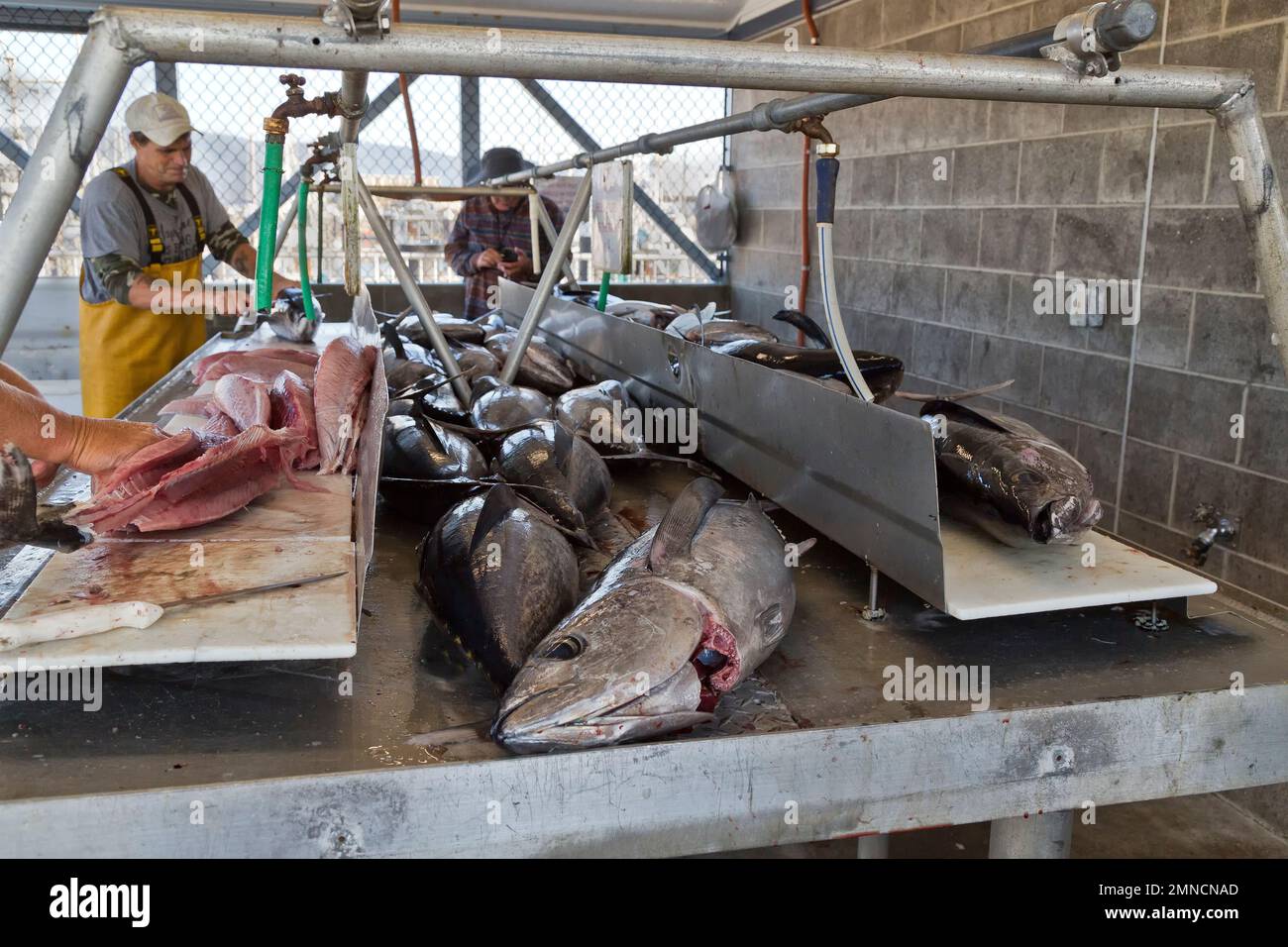 Les pêcheurs qui traitent les filets de thon albacore 'Thunnus alalunga', est un grand poisson pélagique qui s'élanche dans l'océan Pacifique, en Californie. Banque D'Images