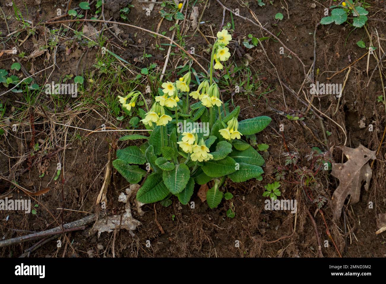 Echte Schlüsselblume Primula veris Blüte auf einer Wiese Banque D'Images