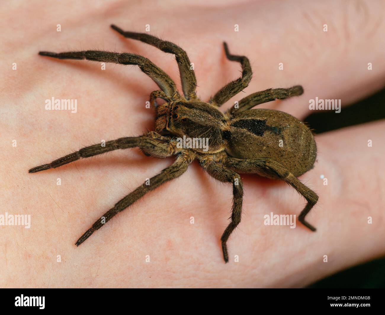 Une araignée de loup (Lycosa, aranha de jardim) sur la main humaine, portrait détaillé avec les yeux d'araignée visibles Banque D'Images