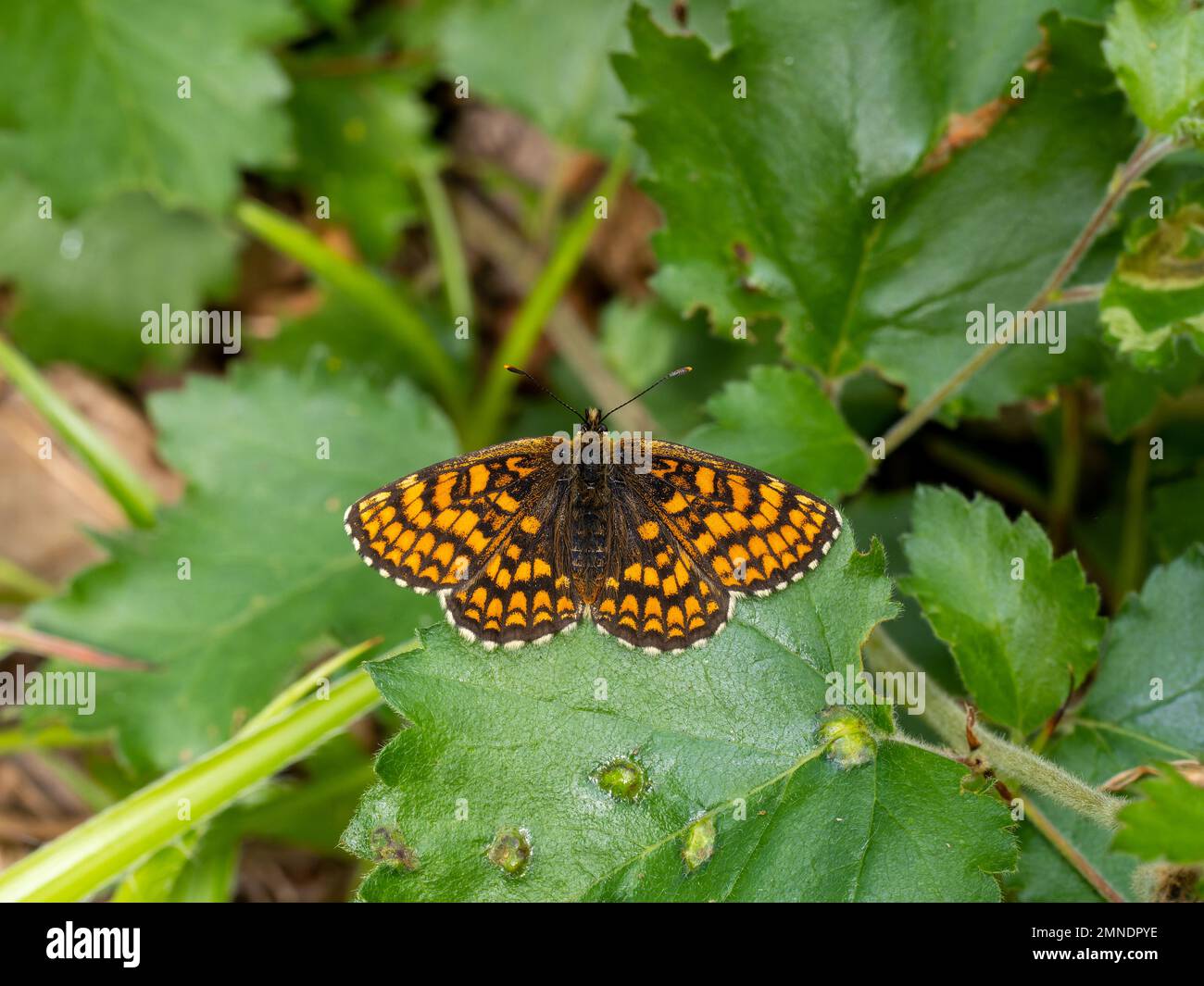 Heath Fritillary Butterfly reposant avec les ailes ouvertes Banque D'Images