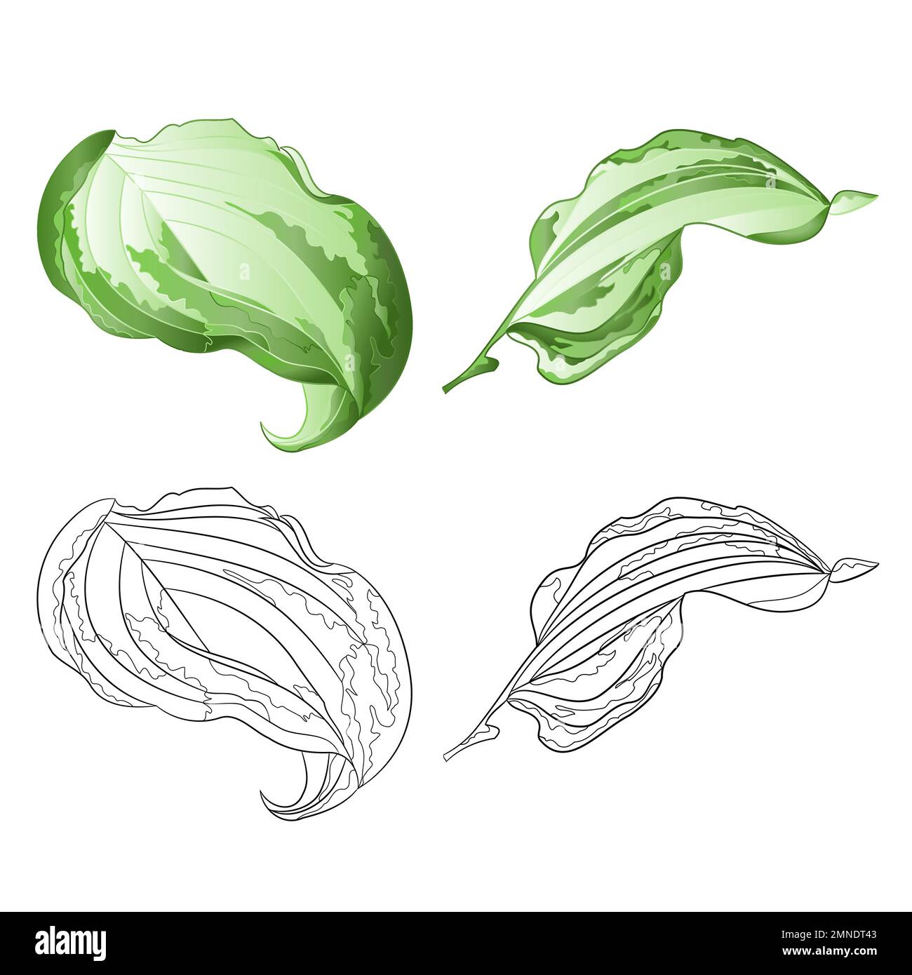 Variegated hosta Banque d'images vectorielles - Alamy