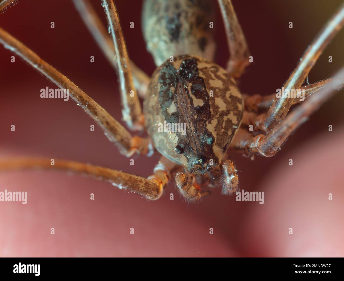 Détails d'une araignée à cracher (Scytodes) sur la main humaine, également connue sous le nom de aranha cuspideira. Banque D'Images