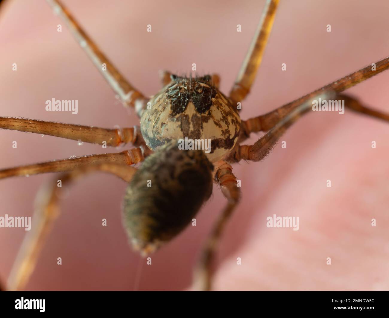 Détails d'une araignée à cracher (Scytodes) sur la main humaine, également connue sous le nom de aranha cuspideira. Banque D'Images
