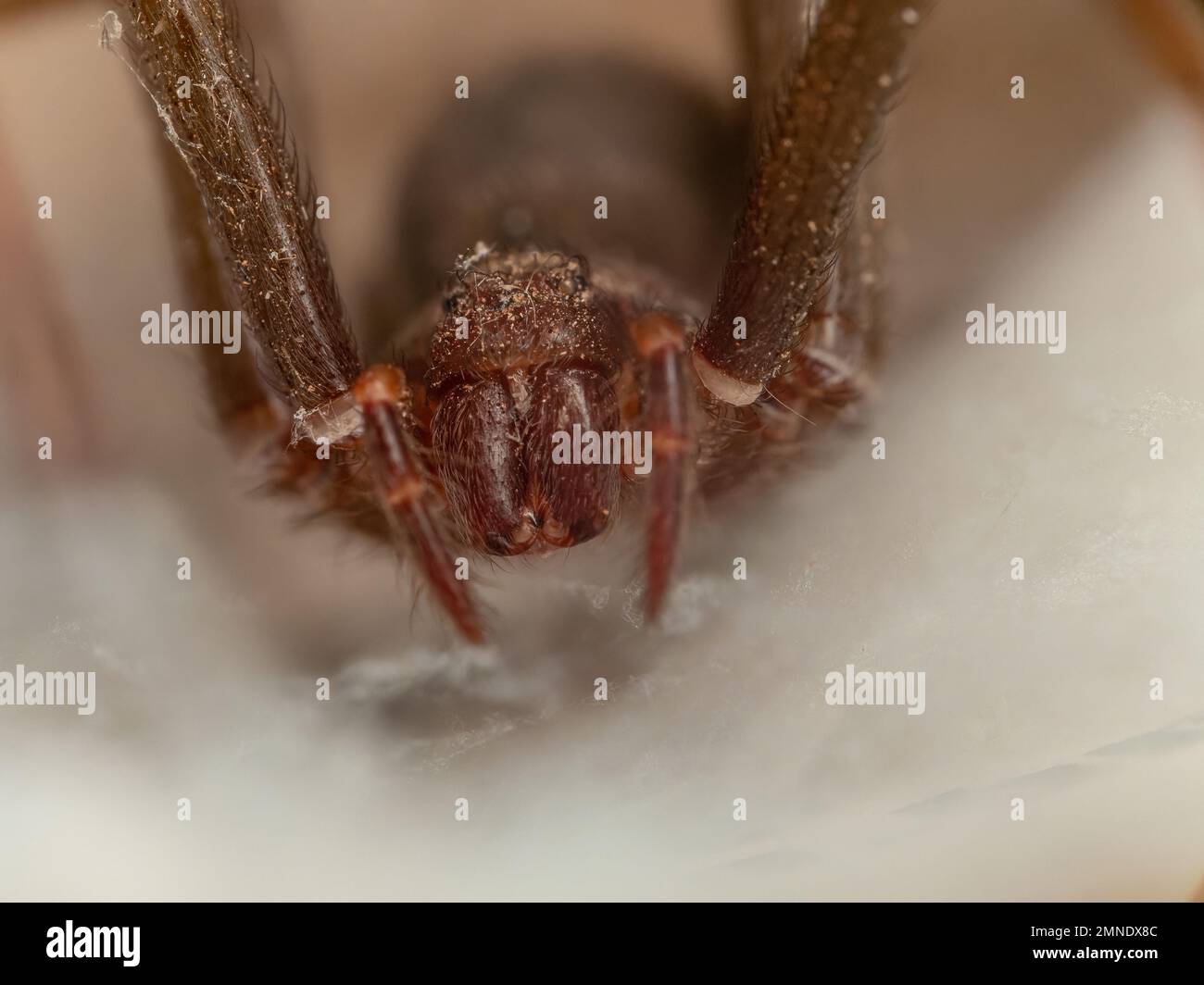 Portrait frontal d'une araignée brune, de fangs et des yeux visibles (Loxosceles, aranha marrom) Banque D'Images