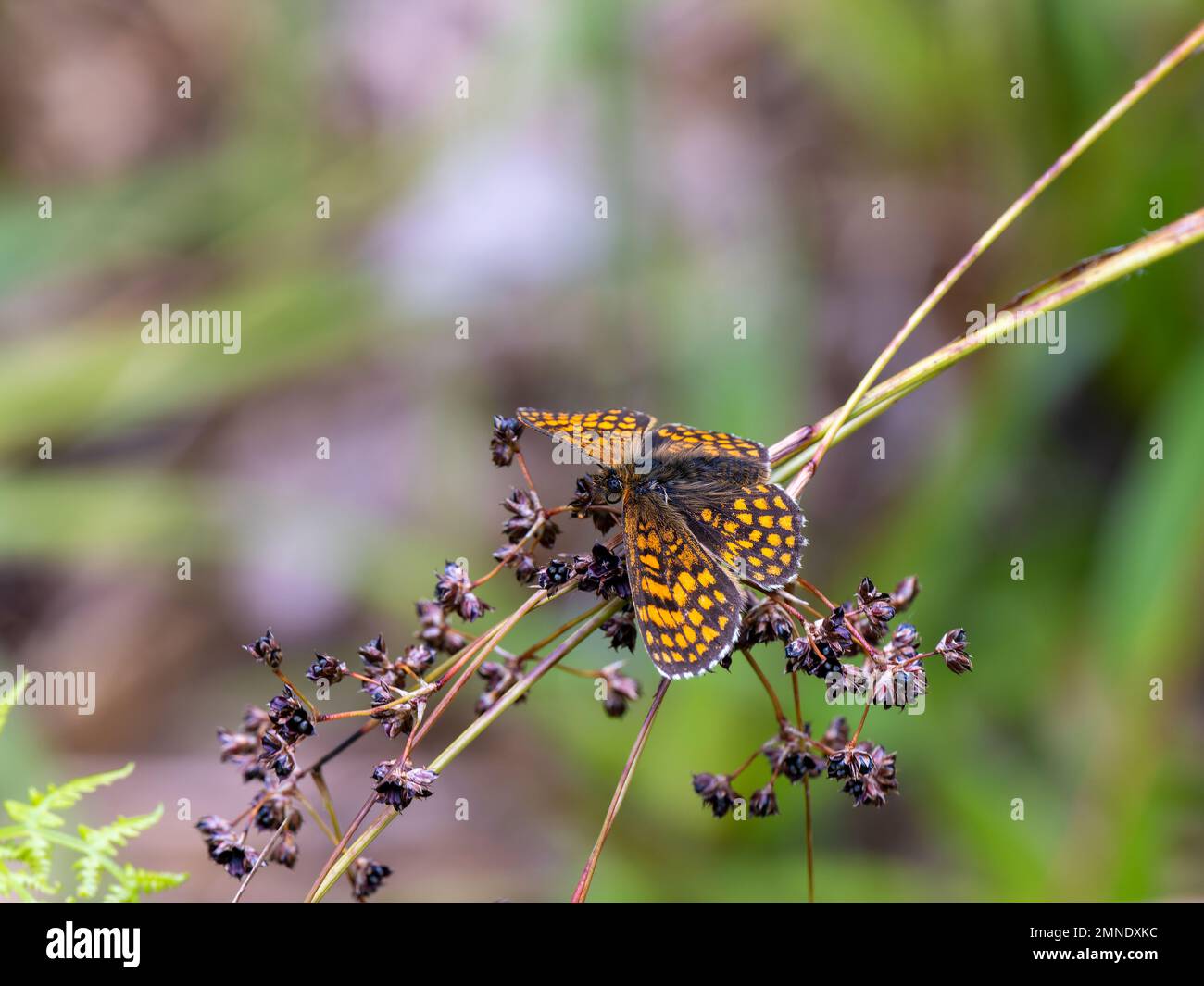 Heath Fritillary Butterfly reposant avec les ailes ouvertes Banque D'Images