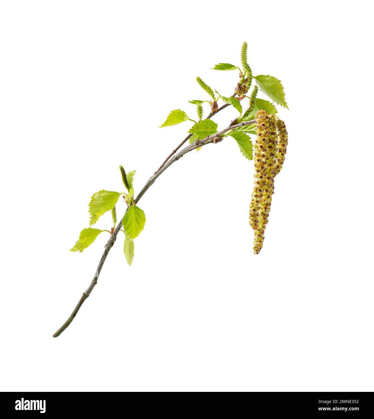 Bourgeons de bouleau de printemps isolés sur blanc. Branche de bouleau à fleurs. Banque D'Images