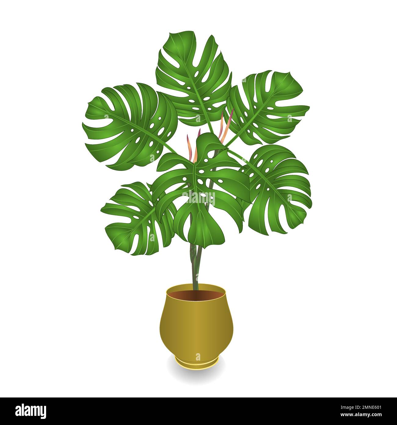 La jungle végétale tropicale de Philodendron laisse naturel dans pot sur fond blanc illustration vectorielle modifiable main dessinée Illustration de Vecteur