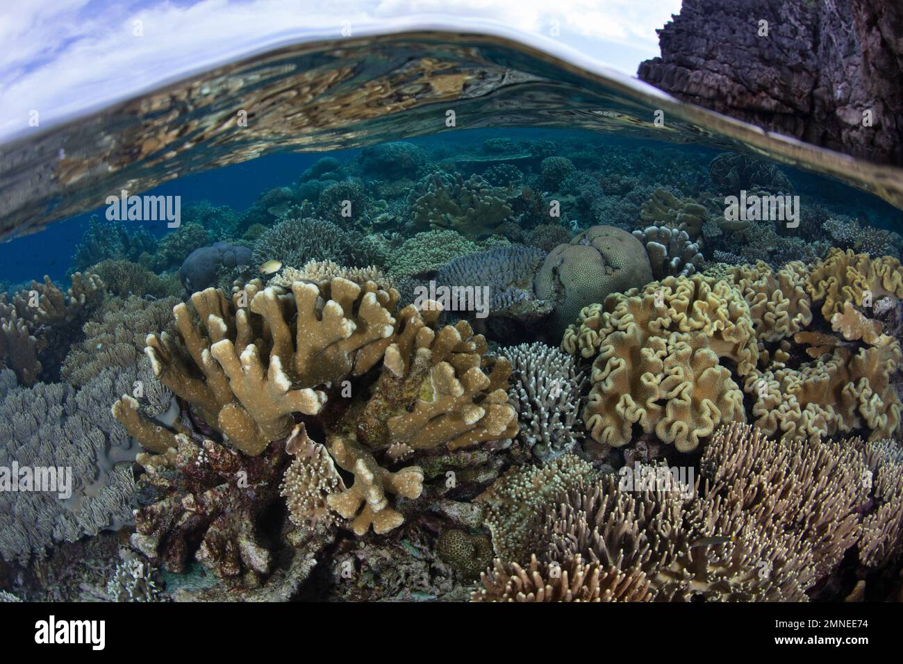 Un récif de corail sain prospère à Raja Ampat, en Indonésie. Cette région tropicale est connue comme le cœur du Triangle de Corail en raison de sa grande biodiversité. Banque D'Images