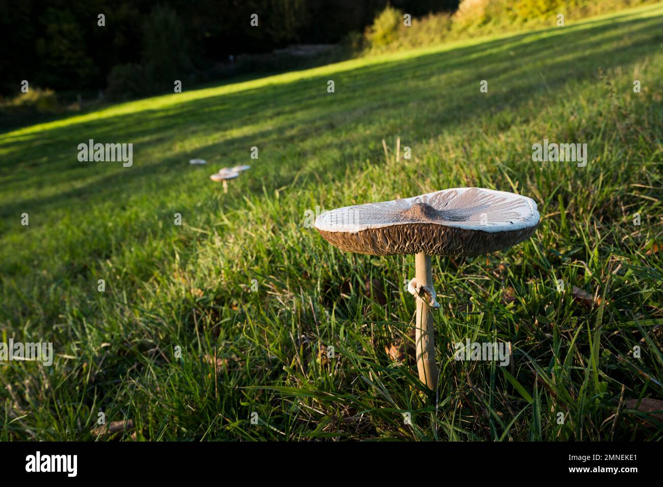 Champignon parasol (Macrolepiota procera), Département du Haut-Rhin, Alsace, France Banque D'Images