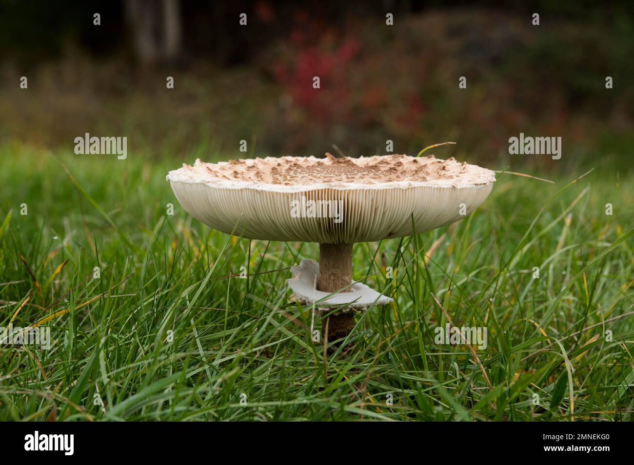 Champignon parasol (Macrolepiota procera), Département du Haut-Rhin, Alsace, France Banque D'Images