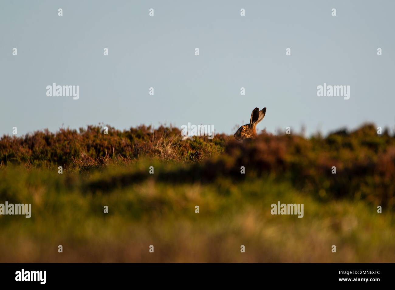 Un lièvre brun Lepus europaeus avec sa tête et ses yeux vient de peps visibles sur la bruyère sur une montagne du Yorkshire MOor en fin de soirée illuminée par le soleil bas Banque D'Images