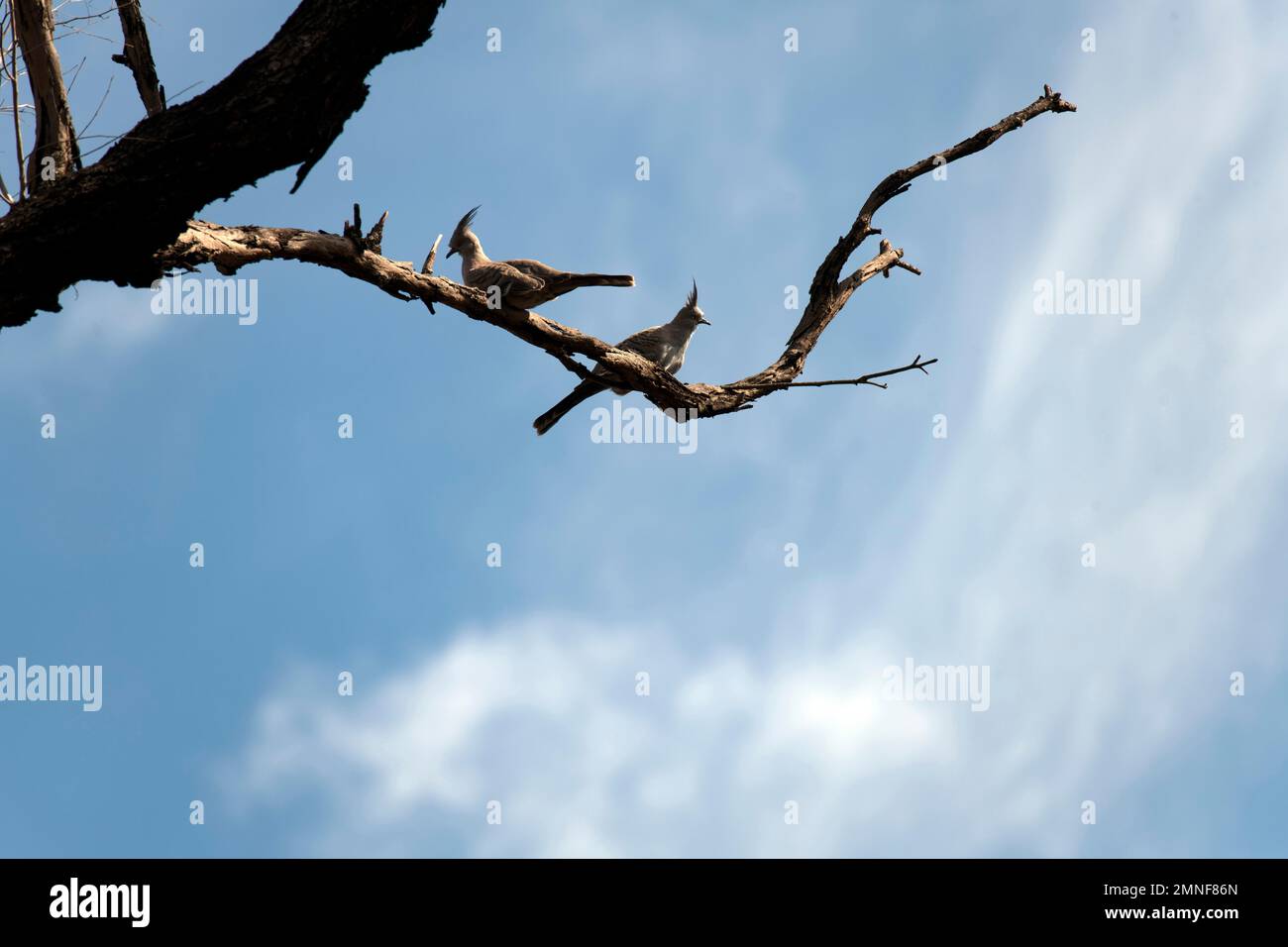 Une paire de Pigeons à crête (Ocyphaps lophotes) perçant sur la branche d'un arbre à Sydney, Nouvelle-Galles du Sud, Australie (photo de Tara Chand Malhotra) Banque D'Images