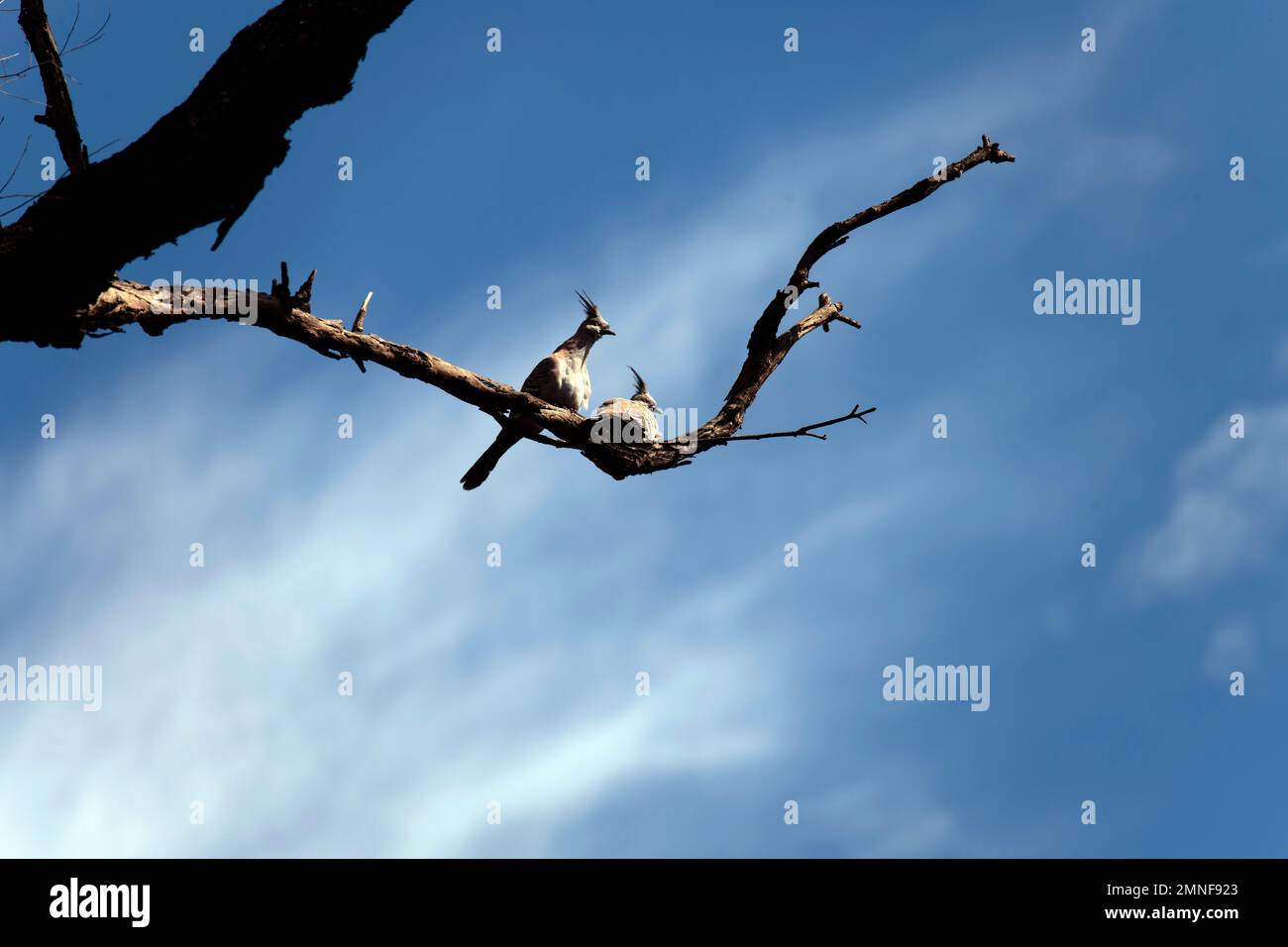 Une paire de Pigeons à crête (Ocyphaps lophotes) perçant sur la branche d'un arbre à Sydney, Nouvelle-Galles du Sud, Australie (photo de Tara Chand Malhotra) Banque D'Images
