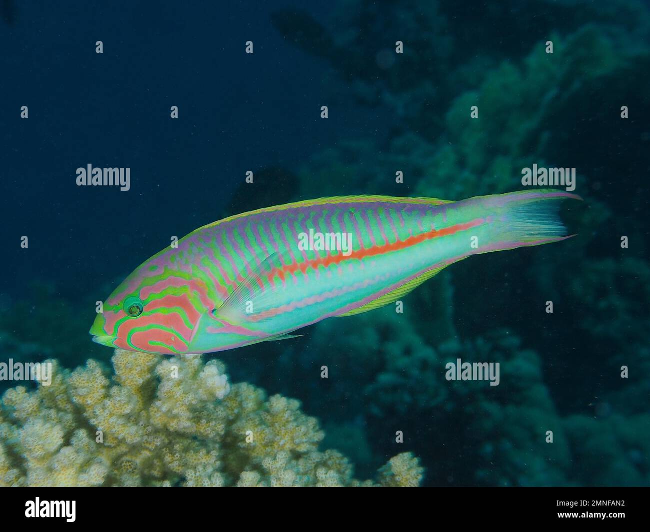 Junkerfish, Red Sea Junker (Thalassoma rueppelli), Bonefish, Dive site House Reef, mangrove Bay, El Quesir, Red Sea, Egypte Banque D'Images