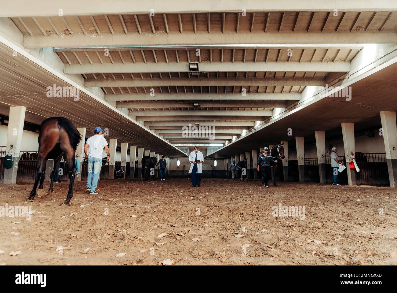 Goujon de cheval et médecin vétérinaire Banque D'Images