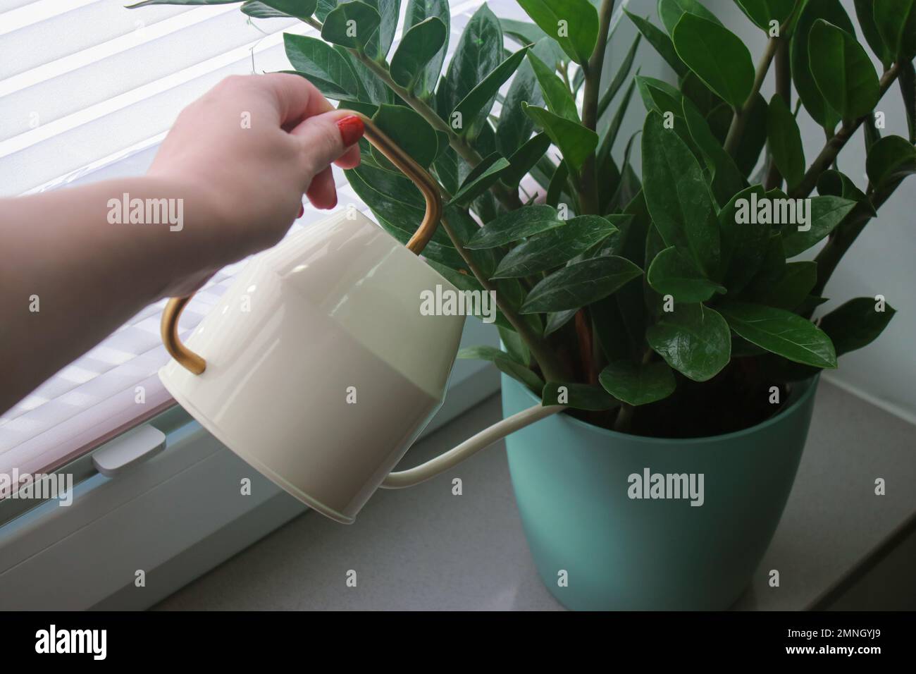 Gros plan de la main de femme arroser une plante de Zamioculcas dans un pot sur le seuil de la fenêtre Banque D'Images