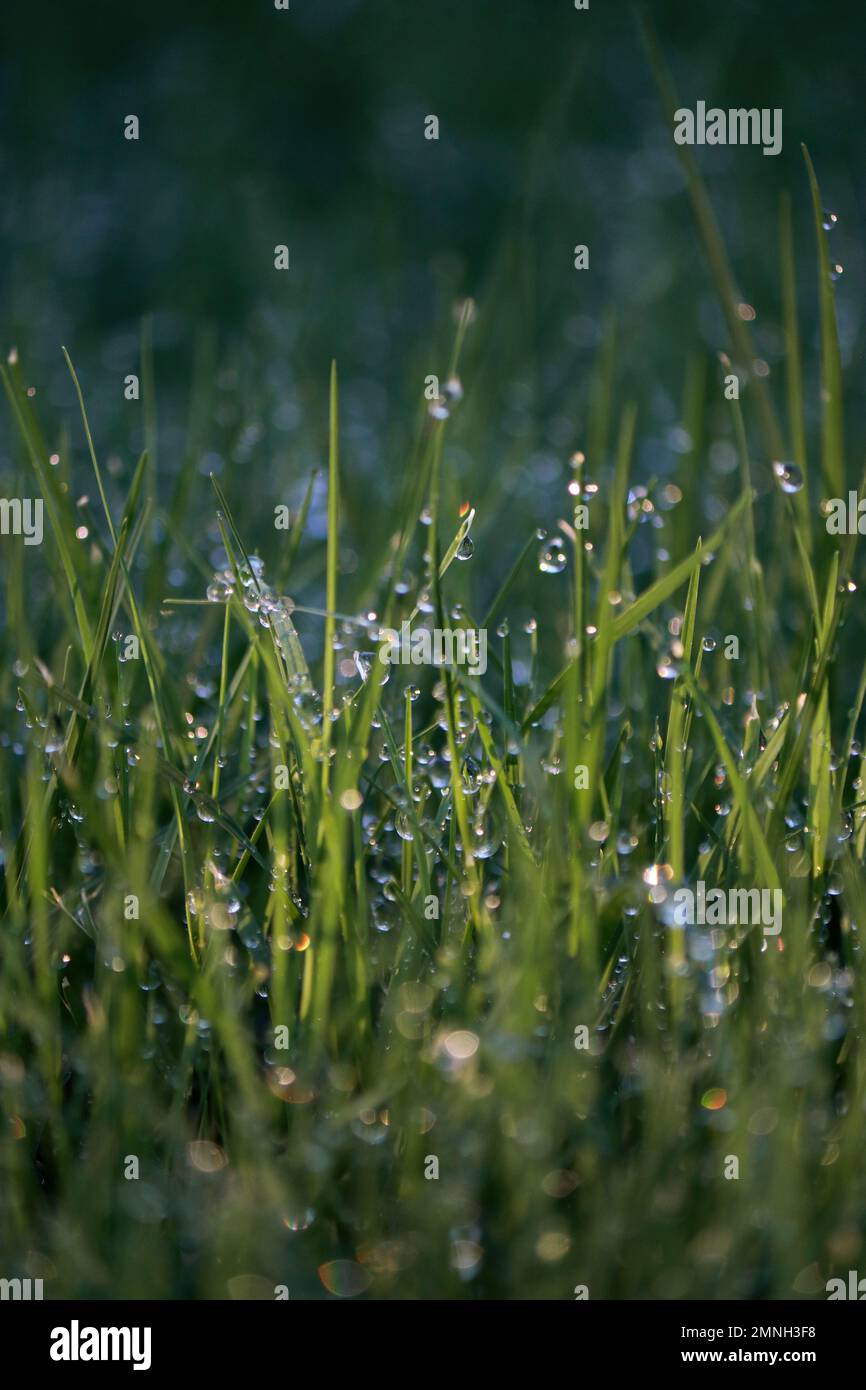 gros plan des gouttes d'eau le matin sur l'herbe Banque D'Images