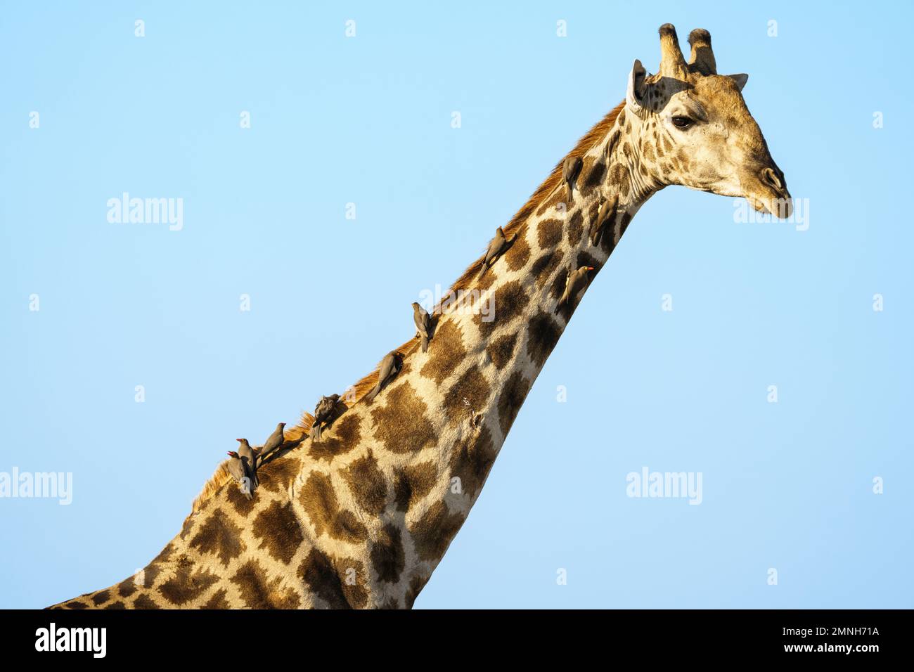 Groupe d'Oxpeckers, Buphagus africanus, assis dans une rangée sur une Giraffe, Giraffa camelopalis, long cou. Parc national de Chobe, Botswana, Afrique Banque D'Images