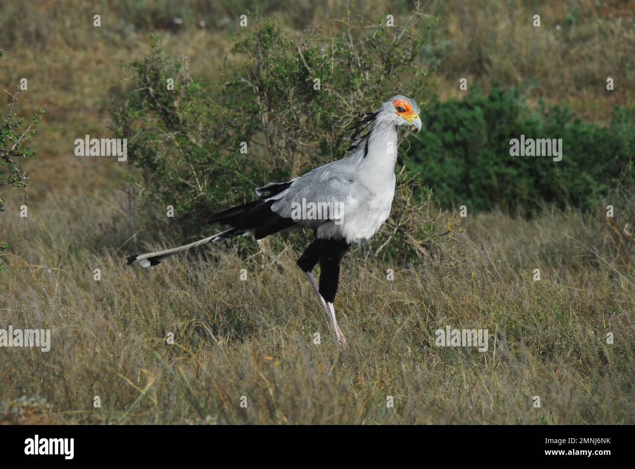 Gros plan d'un rare Secretarybird sauvage qui est un étrange grand oiseau de proie avec la grue comme des jambes. Tourné pendant un safari en Afrique du Sud. Banque D'Images