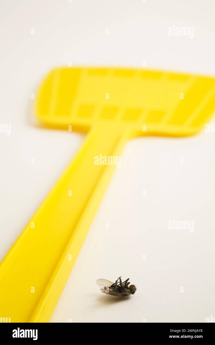 Gros plan de Musca domestica mort - mouche commune à côté de la tapette de mouche jaune sur fond blanc. Banque D'Images
