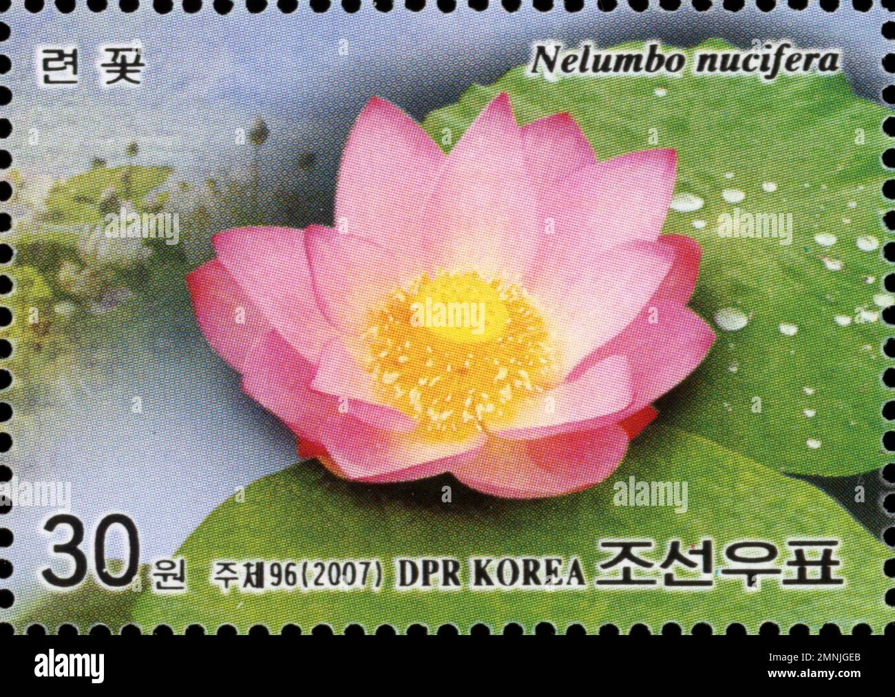 Timbre-poste nord-coréen de 2007 représentant une fleur de lotus rose Nelumbo nucifera, valeur nominale de 30 won. Banque D'Images