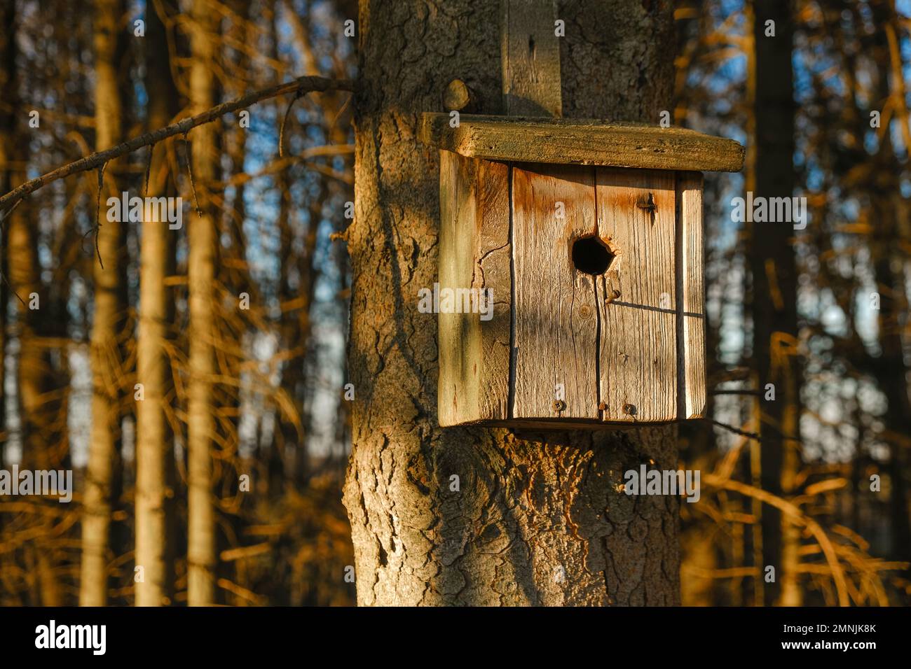 birdhouse .Maison d'oiseaux ancienne en bois sur un arbre dans un parc de printemps.Maison pour les oiseaux. Soins des oiseaux Banque D'Images